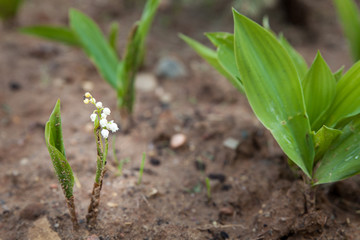 Lily of the valley in a garden