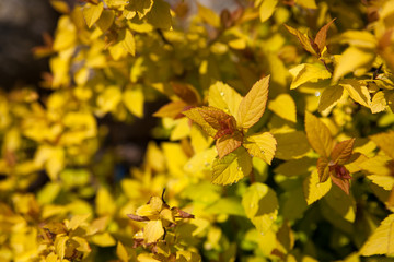 Spirea japonica Golden Princess