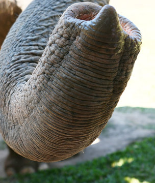 Elephant Trunk, Close Up