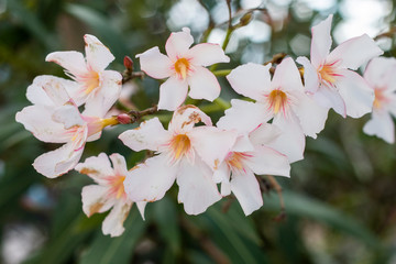 Oleander Flowers (Nerium oleander)