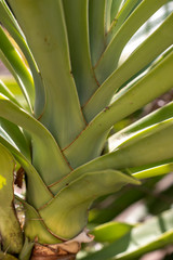 Obraz premium agave attenuata cactus plant