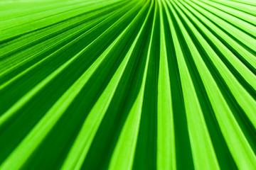Obraz premium Closeup of a leaf of a tropic palm tree with shallow depth of field on a clear sunny day. Natural green abstract organic background