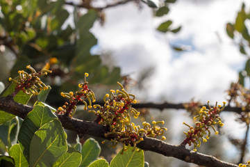 blossom flowers of the carob tree