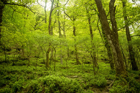 Green forest in a sunny day, somewhere in the Irish's mountains, tall trees. Wicklow, Ireland