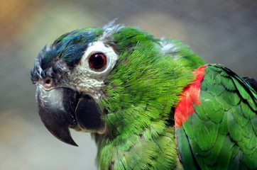 Green Parrot
