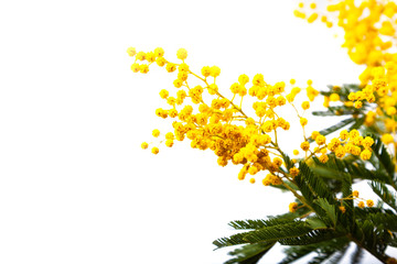 Yellow mimosa on a white background.