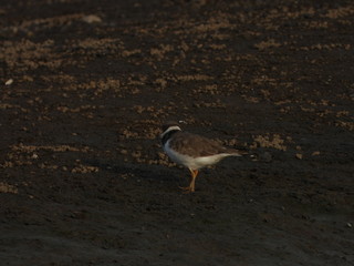 Javan plover on the beach