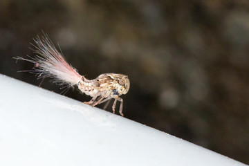 Beautiful close up macro of a Planthopper nymph (maybe Nogodinidae) during a jungle hike in the Tangkoko nature reserve, North Sulawesi, Indonesia