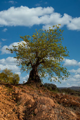 carob tree in cultivated land