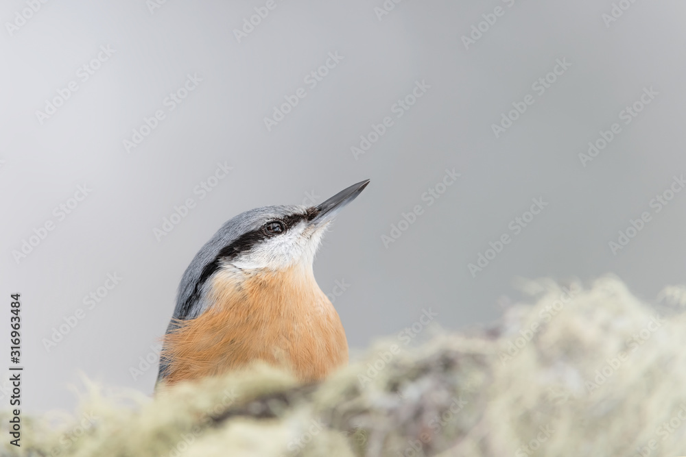 Wall mural Nuthatch on branch (Sitta europaea)