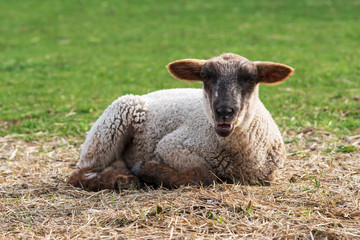 Obraz premium Close-up of one cute little lamb sitting on a meadow, looking at the camera and bleating while eating some straw. Concept of happy organic free-range sheep, animal welfare husbandry or spring season