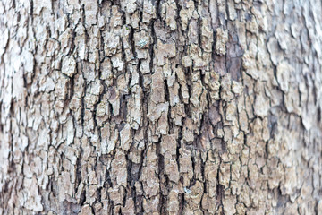 Tree Bark Texture Closeup