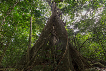 Ceiba, an emblematic tree of Costa Rica's tropical forests