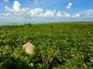 Obraz premium Palapa in Caribbean Jungle 
