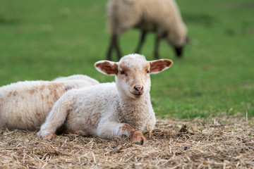 Naklejka na ściany i meble Close-up portrait of one little white and brown lamb sitting on straw on a green meadow and curiously looking at the camera. Concept of free-range husbandry, animal welfare, spring or Easter season