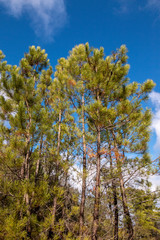 Young pine trees