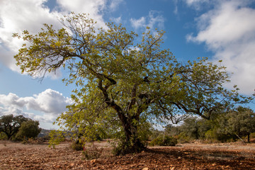 carob tree in cultivated land