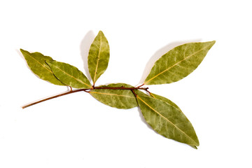  bay laurel leafs