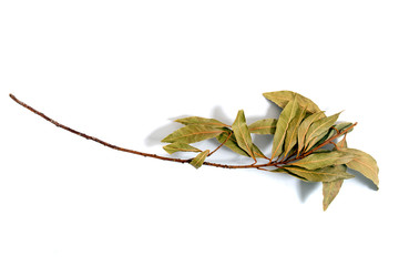  bay laurel leafs