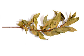  bay laurel leafs