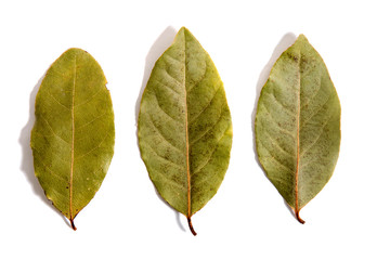  bay laurel leafs