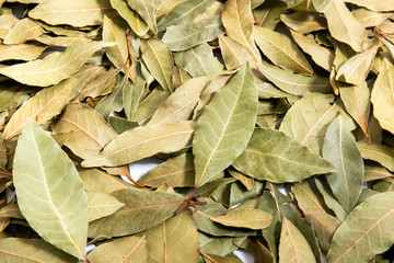  bay laurel leafs