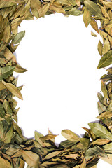  bay laurel leafs