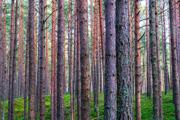 Young pine forest near to Baltic sea coast.