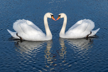 Obraz premium Białe łabędzie na niebieskim jeziorze.