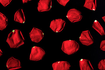 Fototapeta premium red rose petals on a black background
