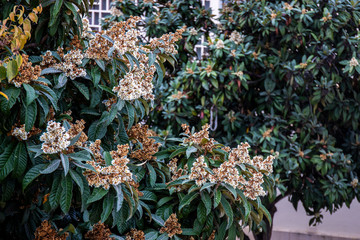 blossom flowers of loquat tree