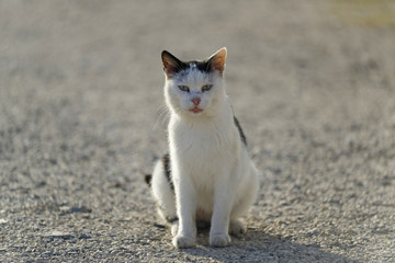 Chat aux yeux verts