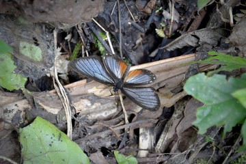 butterfly on the ground