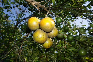 lemons on the tree