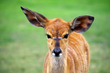 Young Nyala Antelope