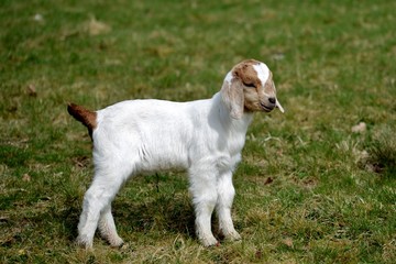 little goat on grass
