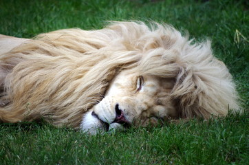 Fototapeta premium Rare white lion sleeping - Panthera leo krugeri 
