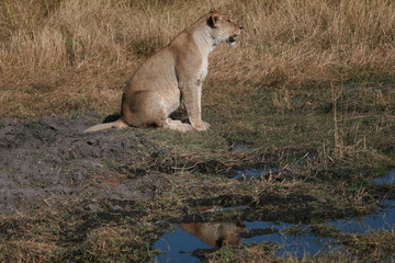 Lioness, Botswana
