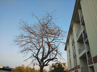 tree and blue sky