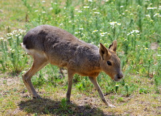 Patagonian mara