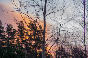 Sun rises behind a dark forest