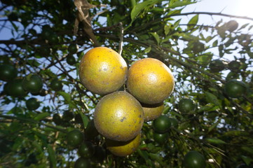 lemons on the tree