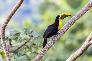Swainson's Toucan, Chestnut-mandibled Toucan seen near Tarcoles river, Costa Rica