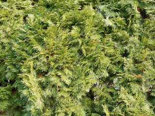 Cyprès de Lawson ou faux-cyprès de Lawson (Chamaecyparis lawsoniana 'Filiformis')