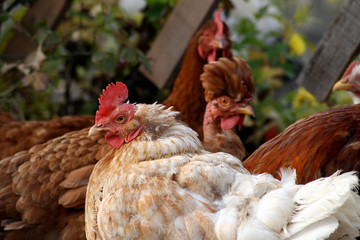 Close up shot of a rooster in a poultry farm
