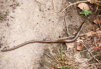 Padalec zwyczajny (Anguis fragilis) należy do płazów jest coraz rzadziej spotykanym płazem