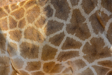 Close up of a giraffe skin pattern.