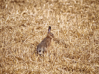 Młody Zając szarak (Lepus europaeus) na polnym ściernisku  © JDziedzic