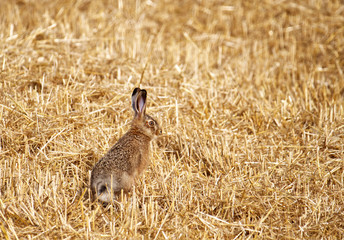 Młody Zając szarak (Lepus europaeus) na polnym ściernisku  © JDziedzic