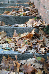 autumn leaves 